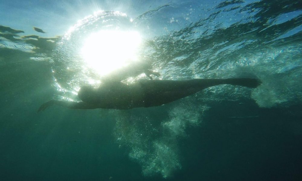 Swimming in the Anthropocene