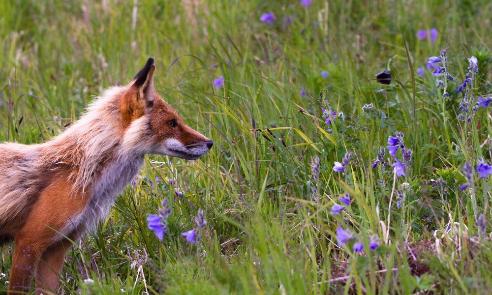 B-Sides: David Garnett’s “Lady into Fox”