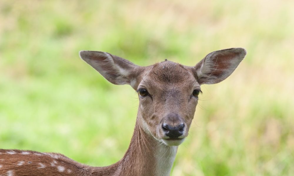 Against Cuteness: “Bambi” @90