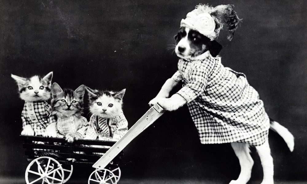 Dog pushing cart full of cats