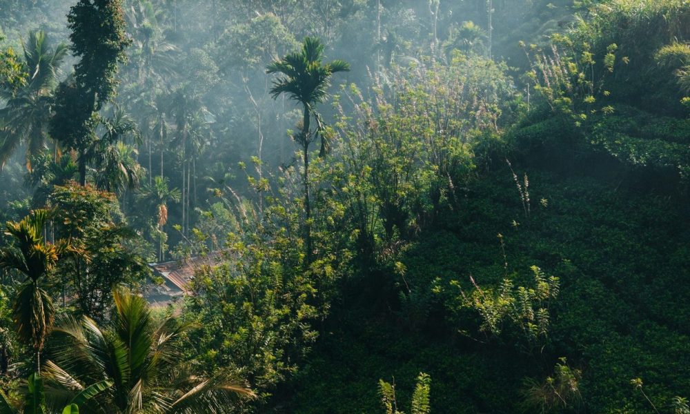 B-Sides: Leonard Woolf’s “The Village in the Jungle”