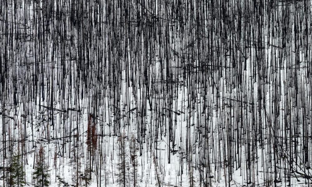 Into the Woods with Yiyun Li