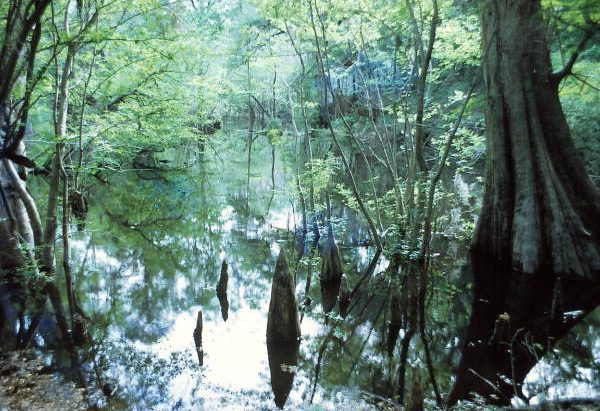 Sinkholes and Saviors