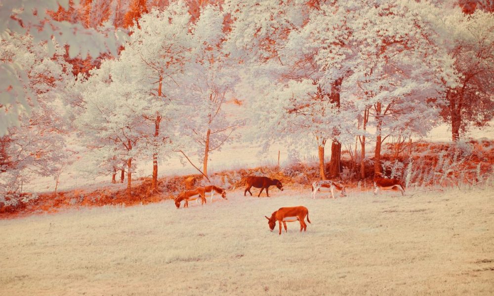 “Maybe it wasn’t a Narrative at All”: Three Poetry Collections